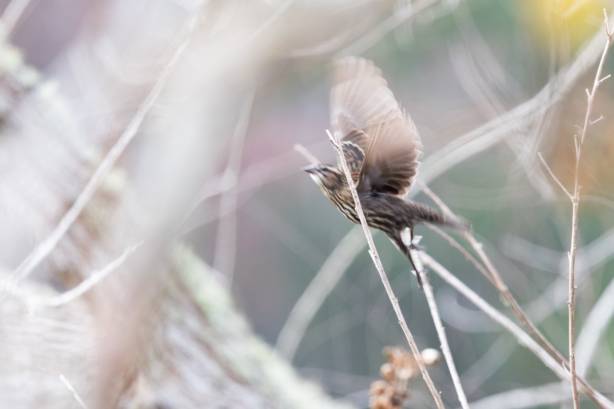 שחרורית אדומת-כנף - ML649647758