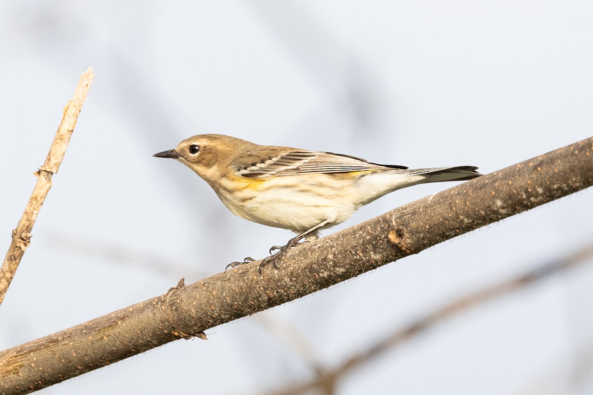סבכון הכתר - ML649647769