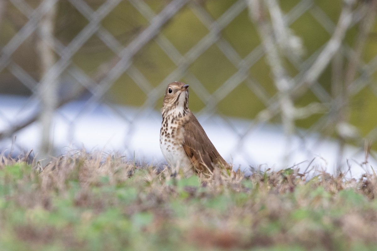קיכלי חלוד-זנב - ML649647774
