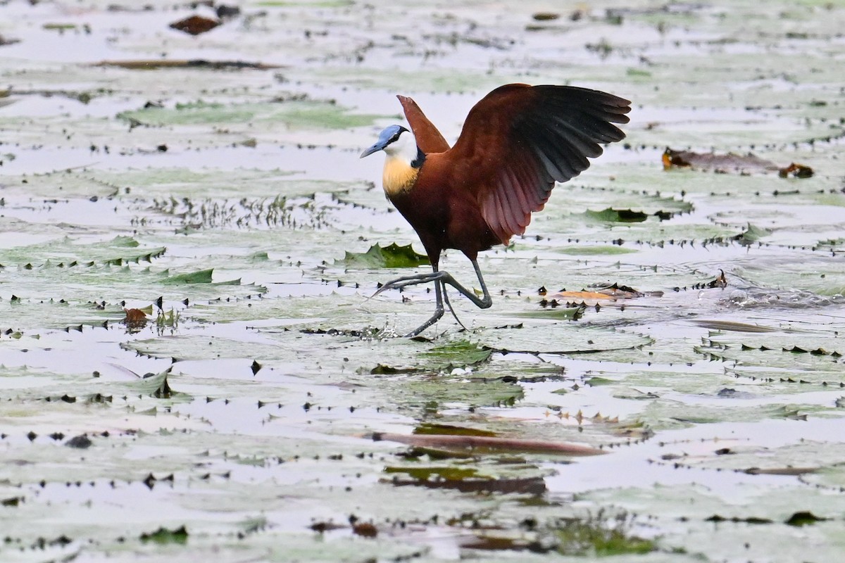 African Jacana - ML649647801