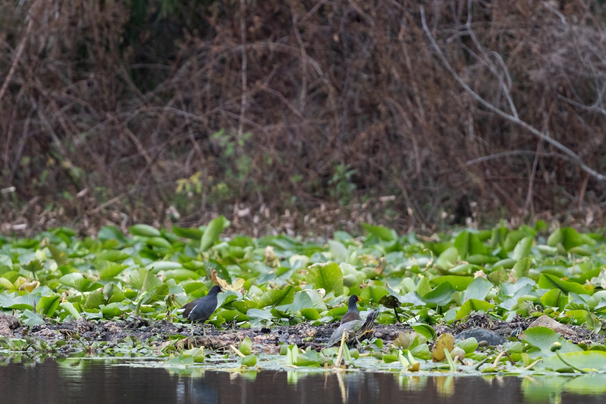 סופית אמריקנית - ML649647952