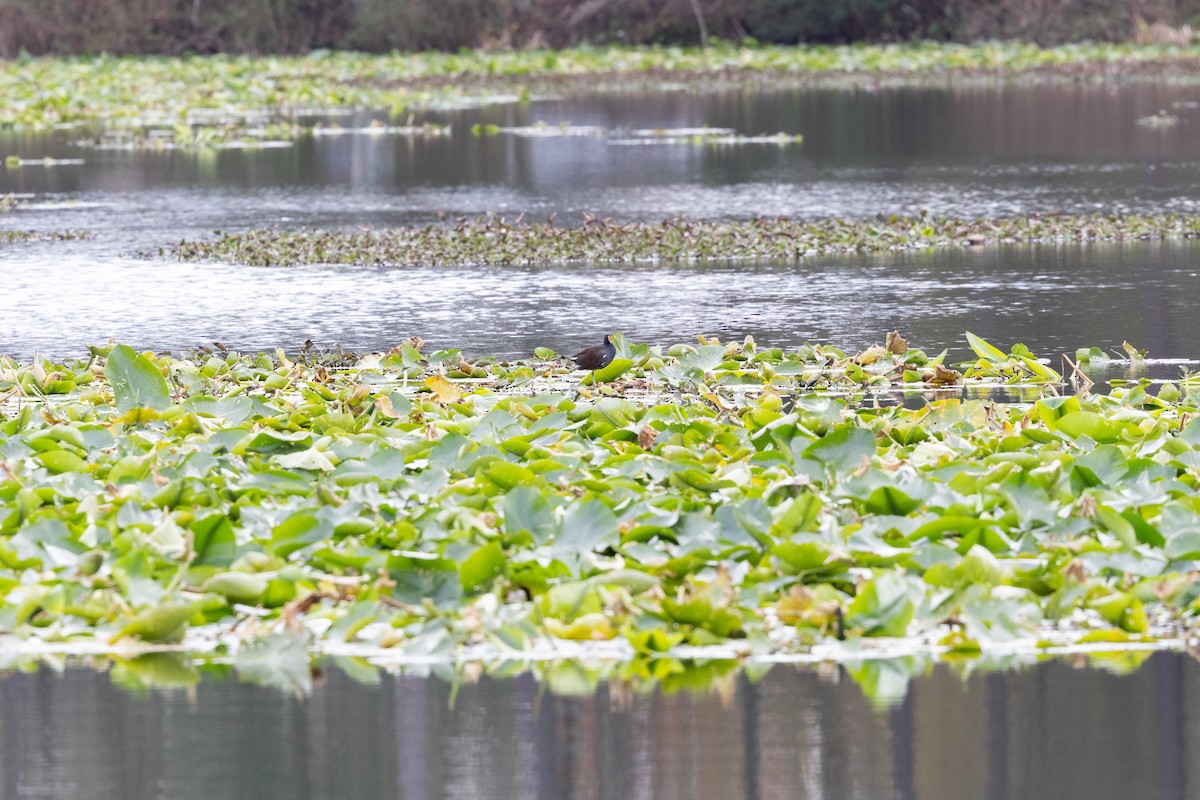סופית אמריקנית - ML649647954