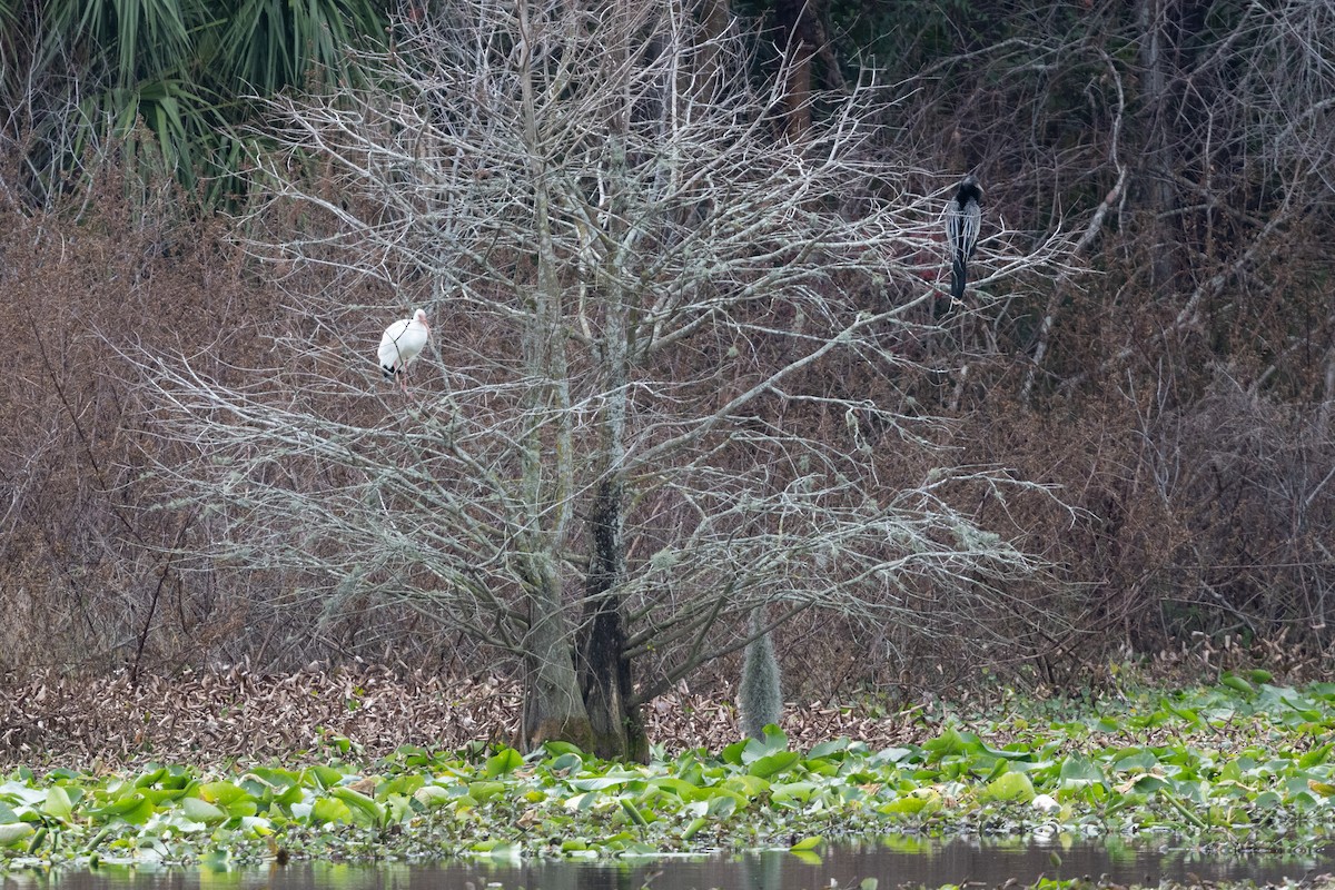 White Ibis - ML649647984