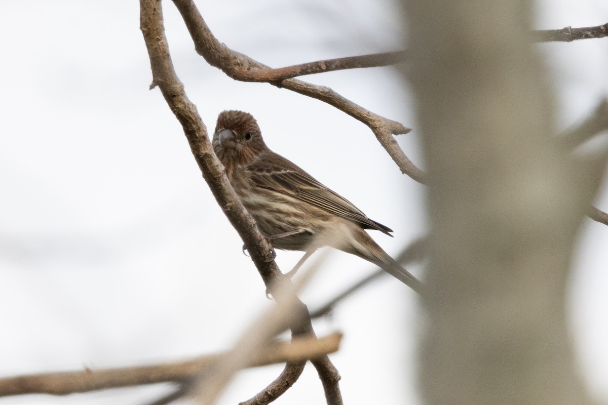 House Finch - ML649648010