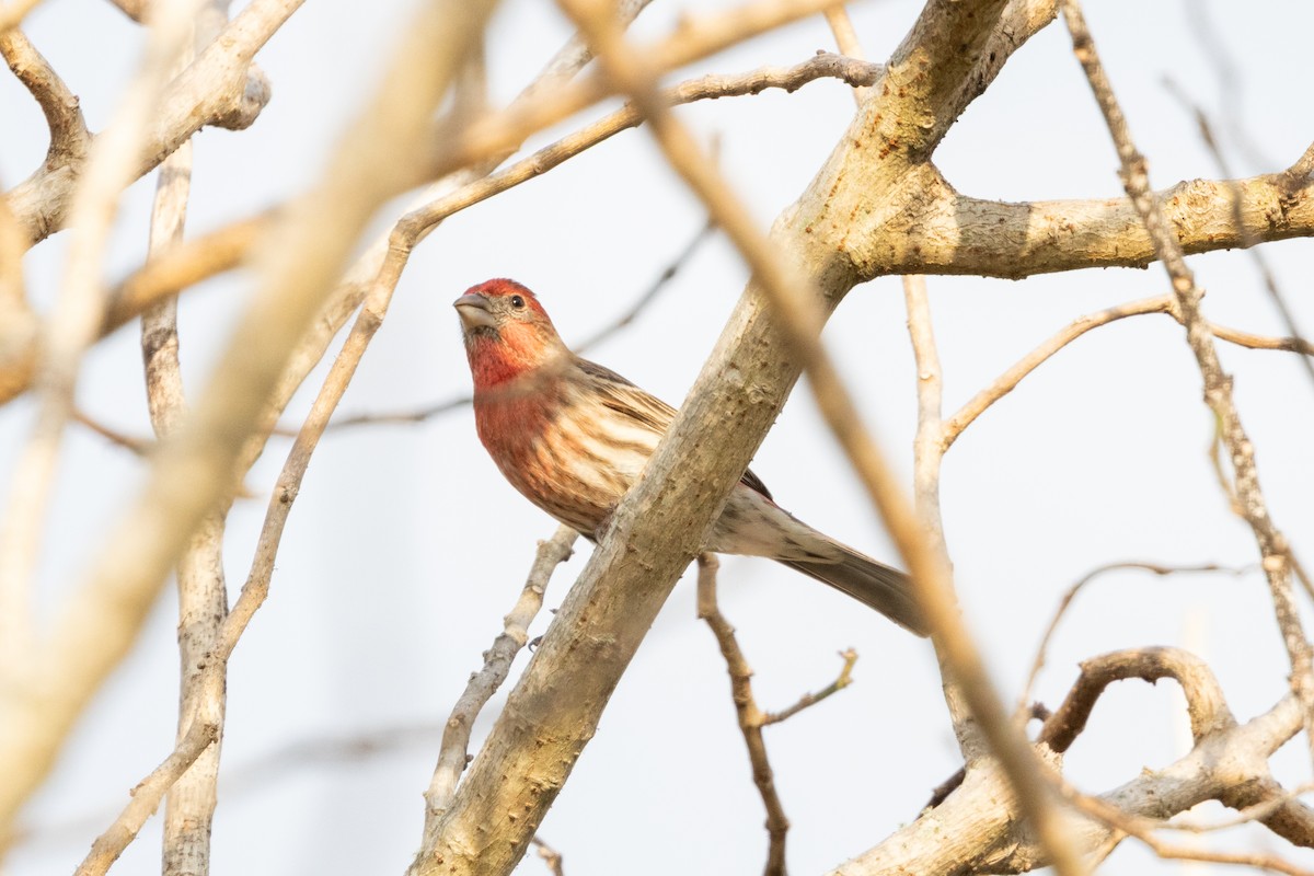 Burugorri arrunta - ML649648012