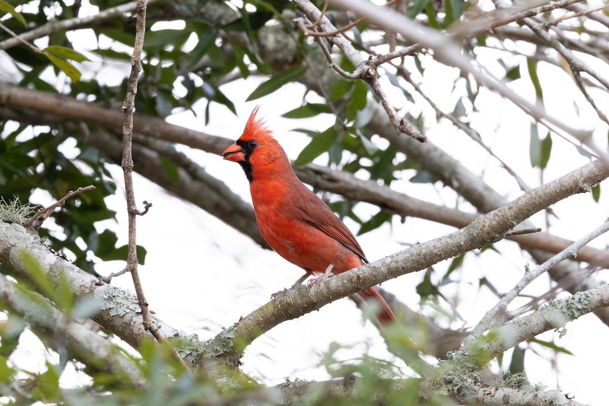 Kardinal arrunta - ML649648026