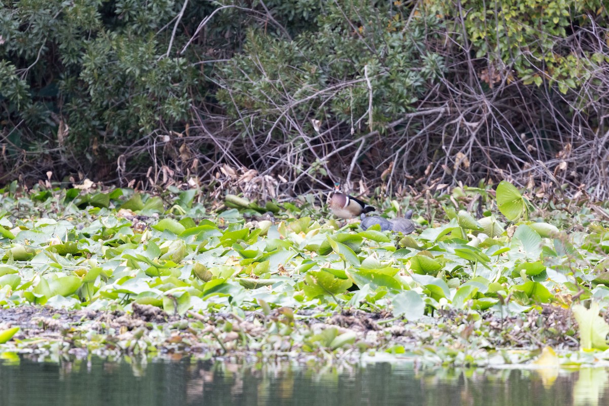 Ahate karolinarra - ML649648191