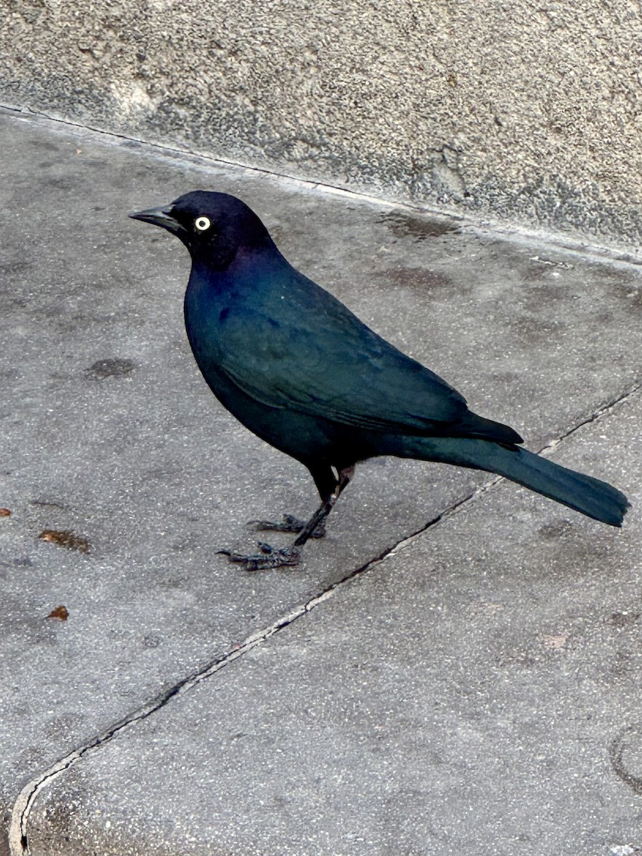 Brewer's Blackbird - ML649648214
