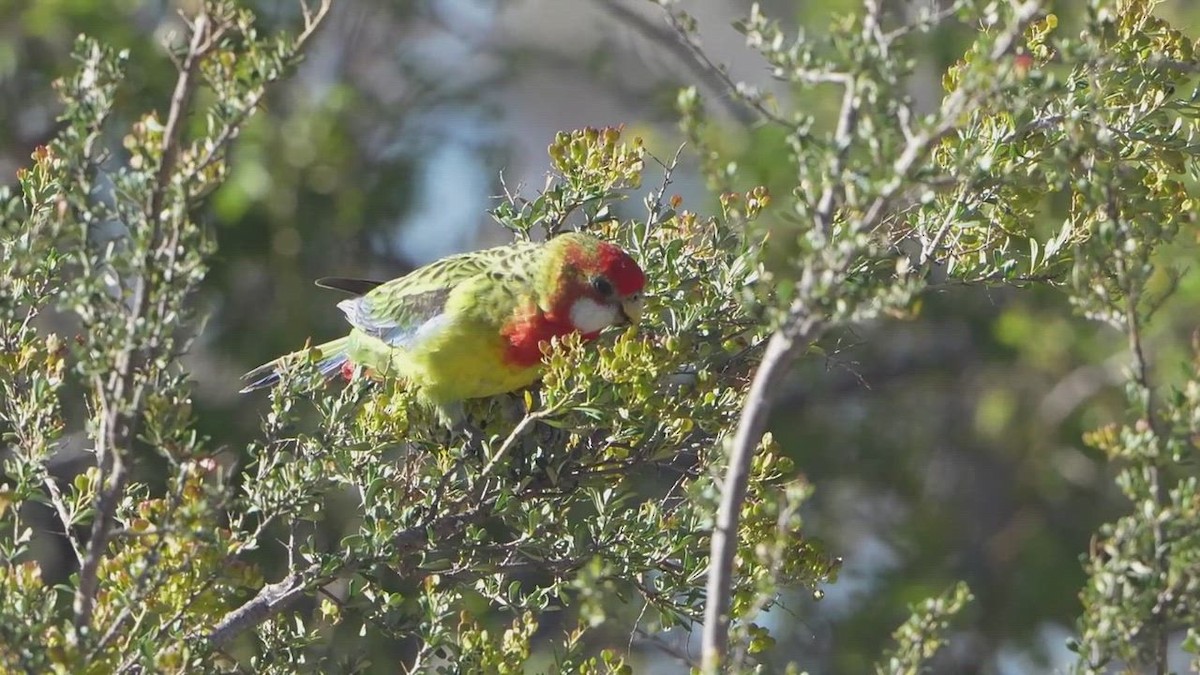 eBird Checklist - 24 Jan 2026 - Naas Road at Apollo Road - 22 species