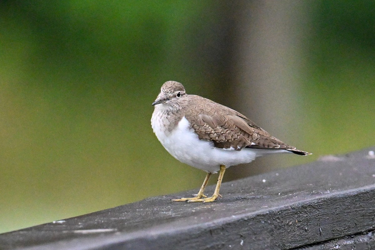 磯鷸 - ML649649384