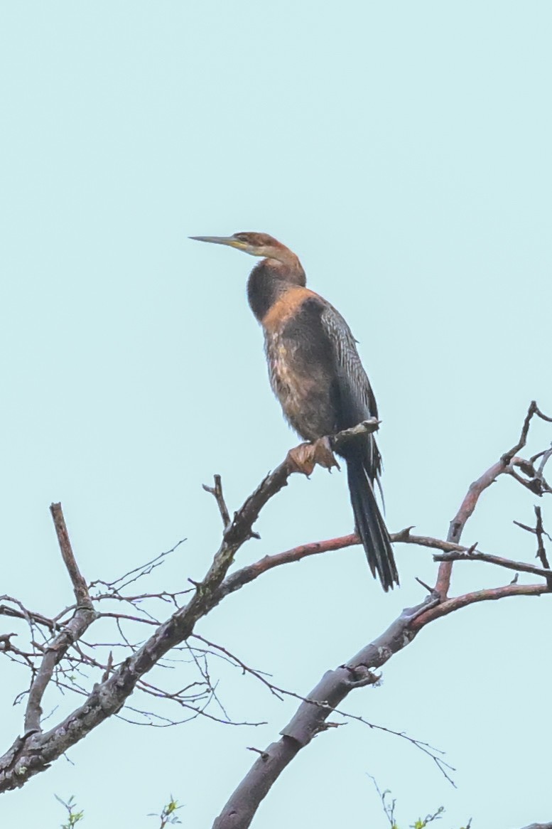 African Darter - ML649649520