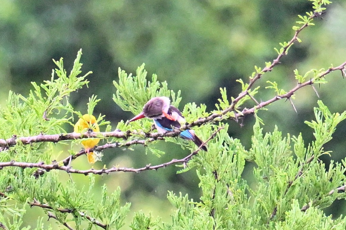 Brown-hooded Kingfisher - ML649649640
