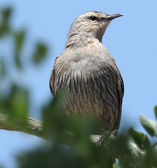 eBird Checklist - 26 Jan 2026 - Naas Road at Apollo Road - 1 species