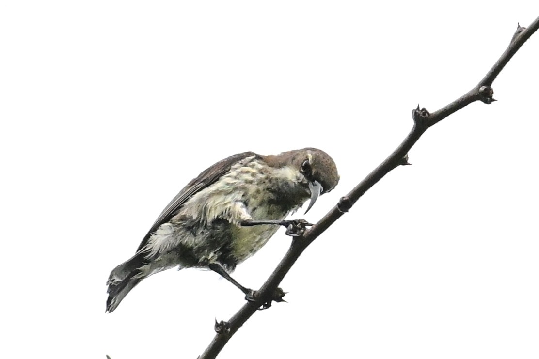 Purple-banded Sunbird - ML649649879