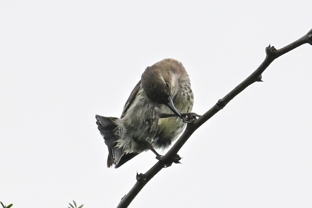 Purple-banded Sunbird - ML649649880