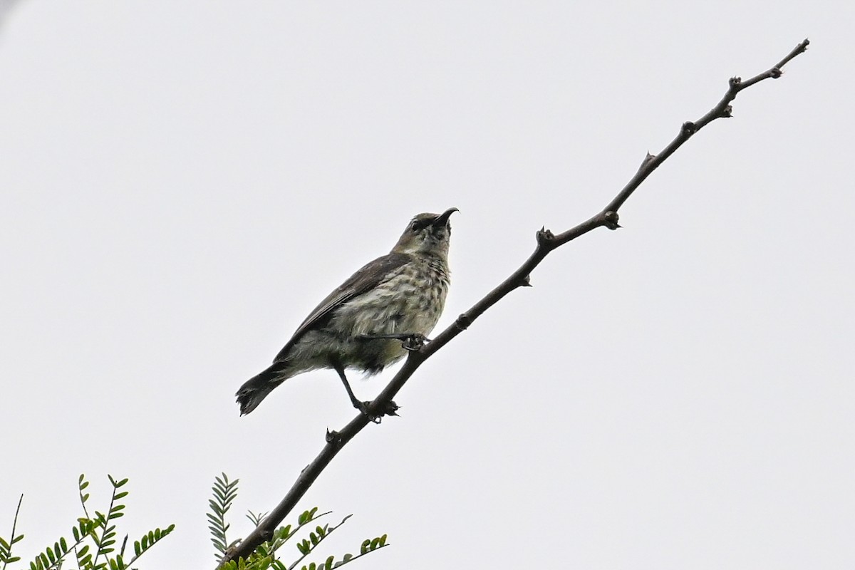 Purple-banded Sunbird - ML649649881