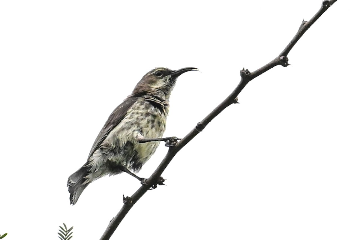 Purple-banded Sunbird - ML649649882
