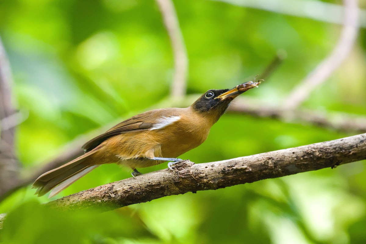 Rennell Shrikebill - ML649649989