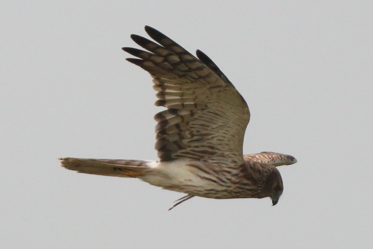 moták černobílý - ML649650479