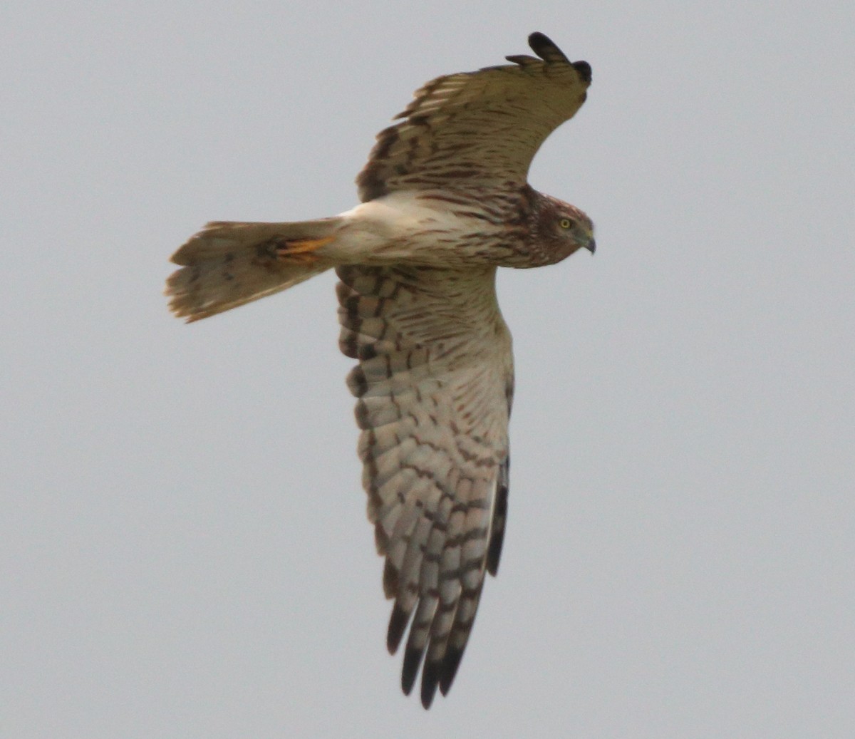 moták černobílý - ML649650481