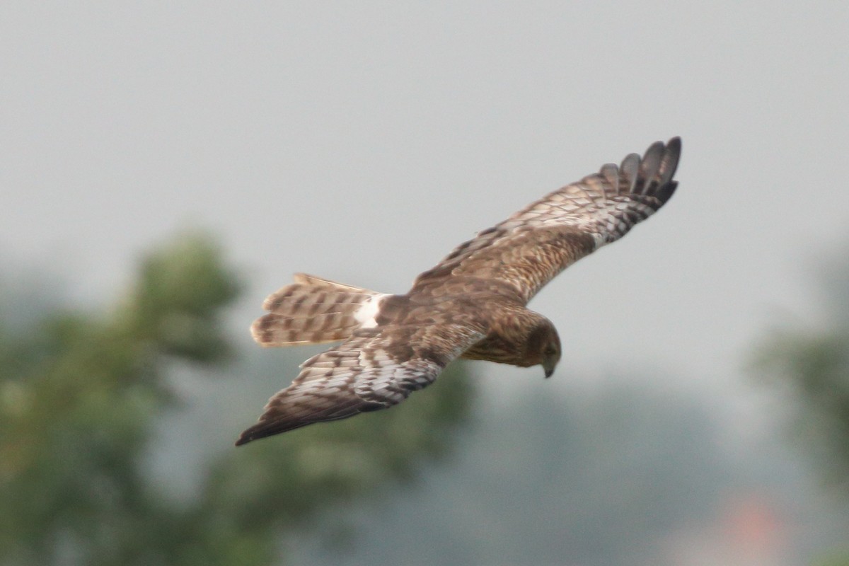 moták černobílý - ML649650482