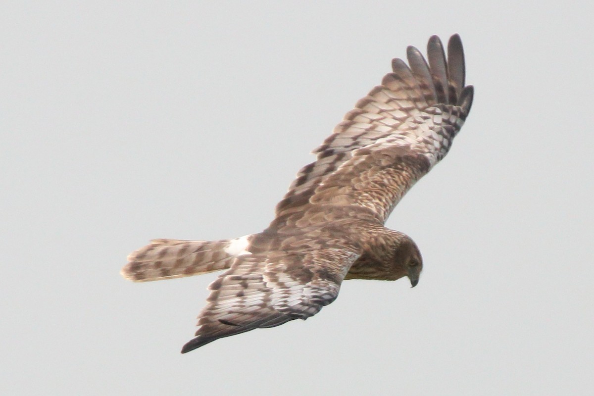 moták černobílý - ML649650483