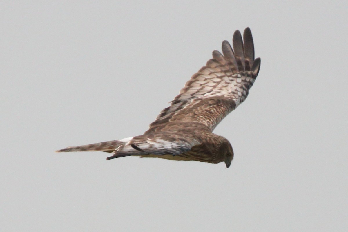 moták černobílý - ML649650484