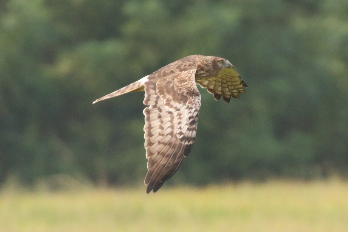 moták černobílý - ML649650485