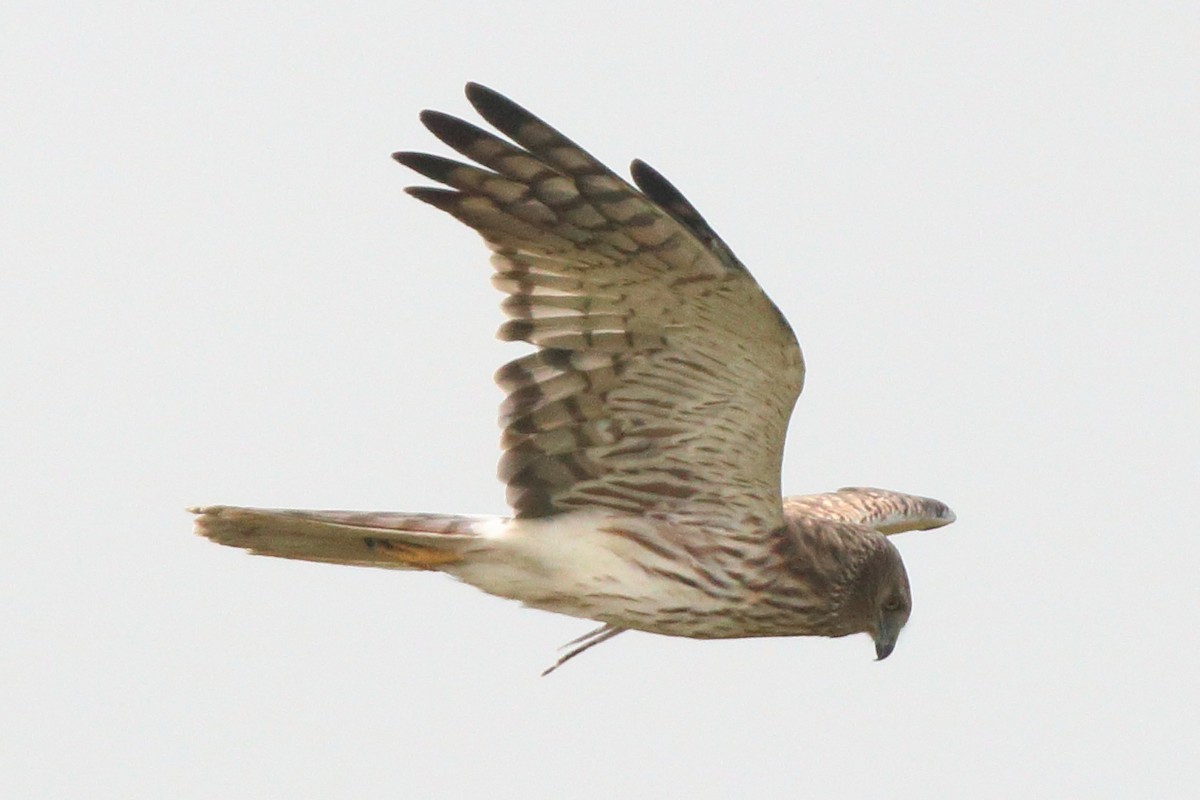 moták černobílý - ML649650486