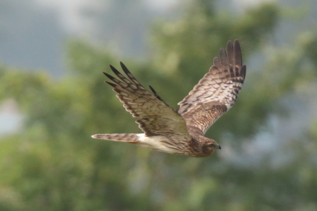 moták černobílý - ML649650487