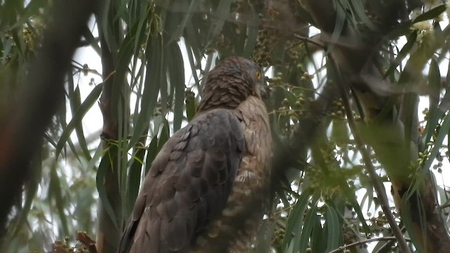 European Honey-buzzard - ML649651113