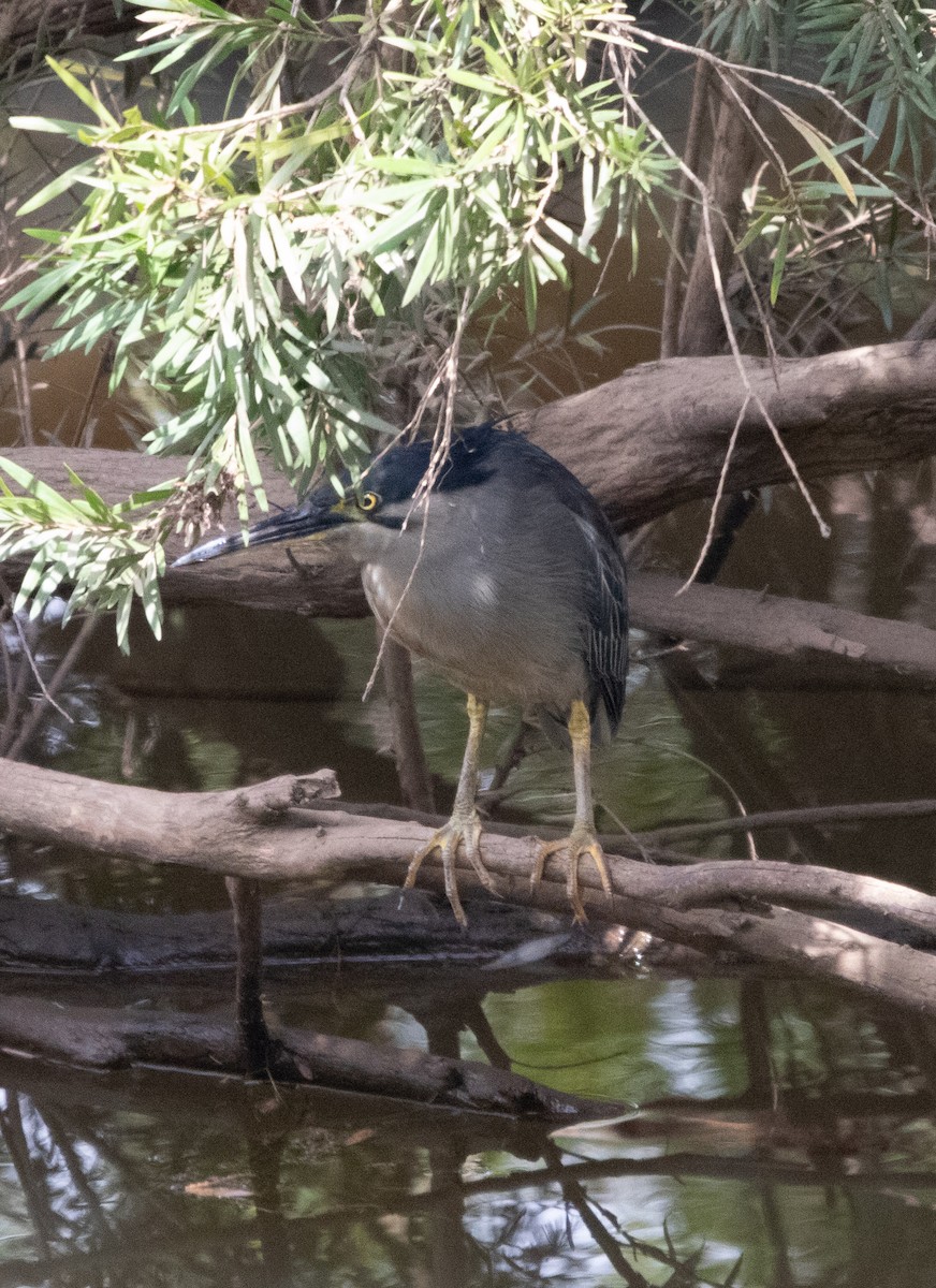 Чапля мангрова мала - ML649651118