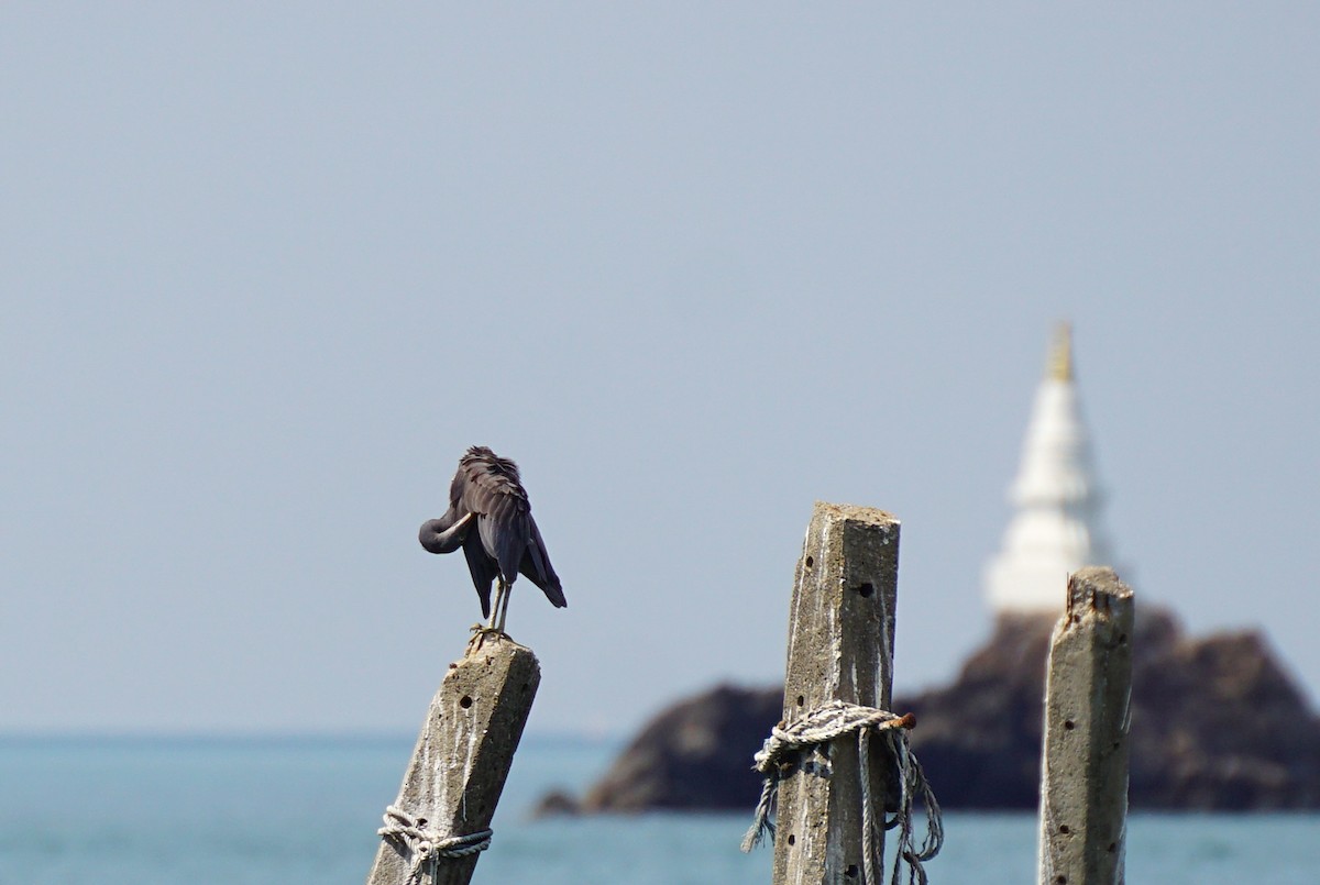 Pacific Reef-Heron - ML649651141