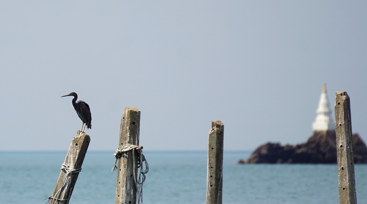 Pacific Reef-Heron - ML649651142