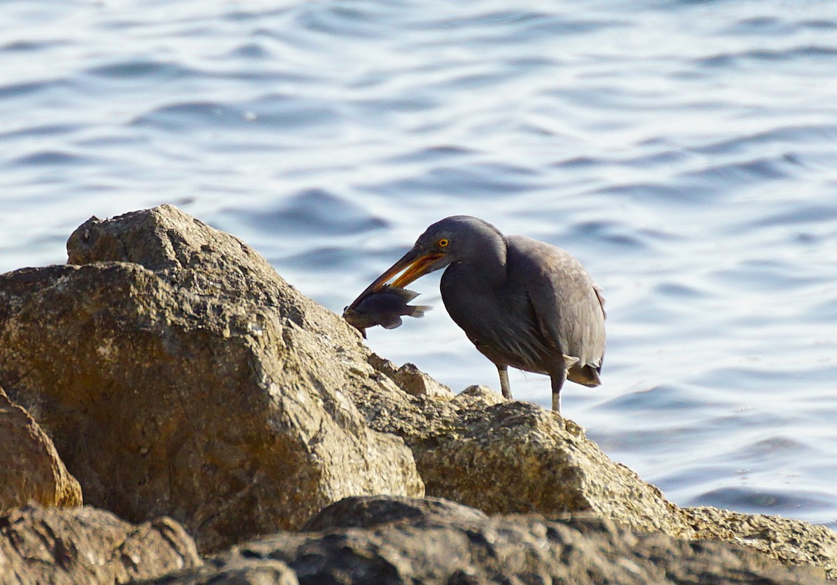 Pacific Reef-Heron - ML649651147