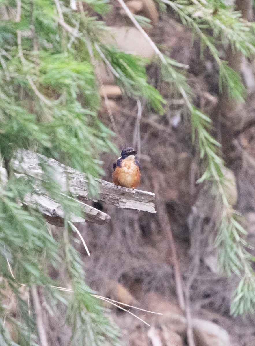 Рибалочка ультрамариновий - ML649651170