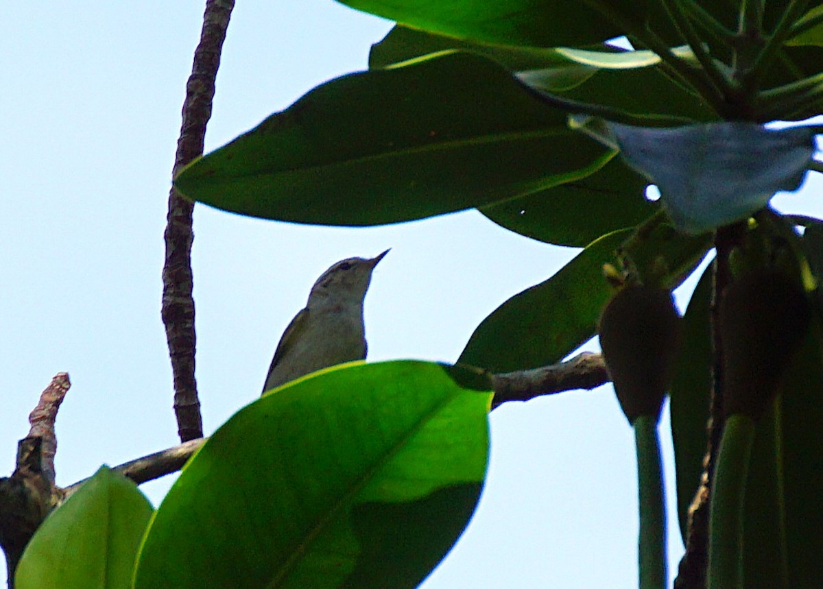 Eastern Crowned Warbler - ML649651192