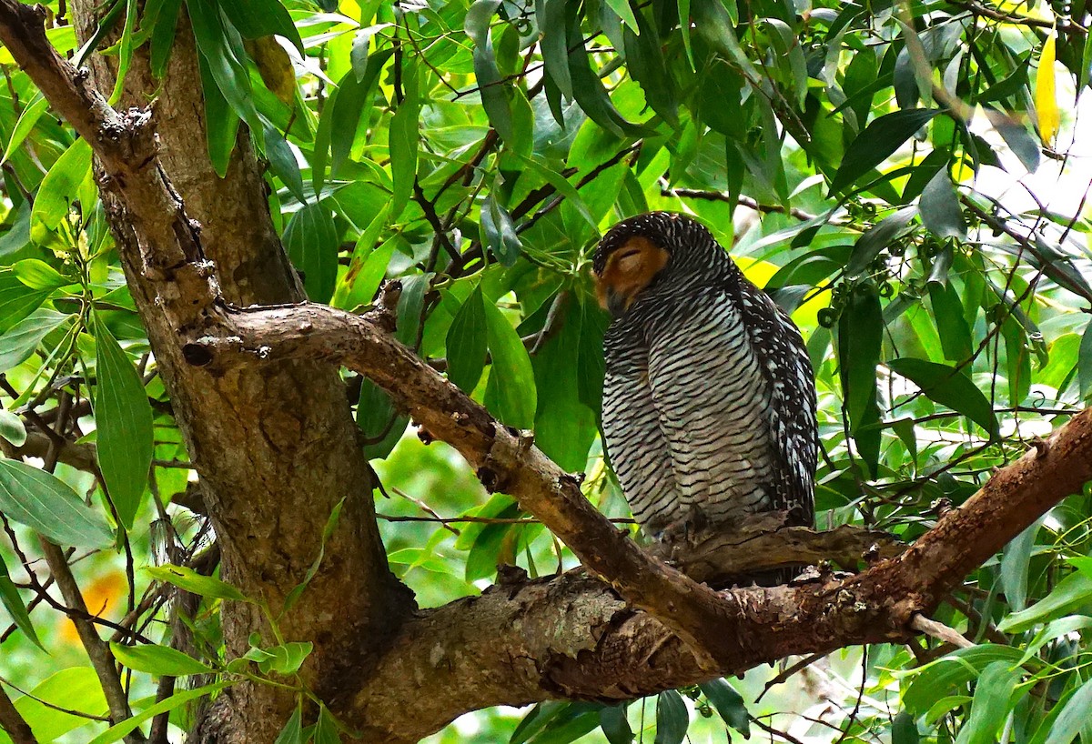 Spotted Wood-Owl - ML649651213