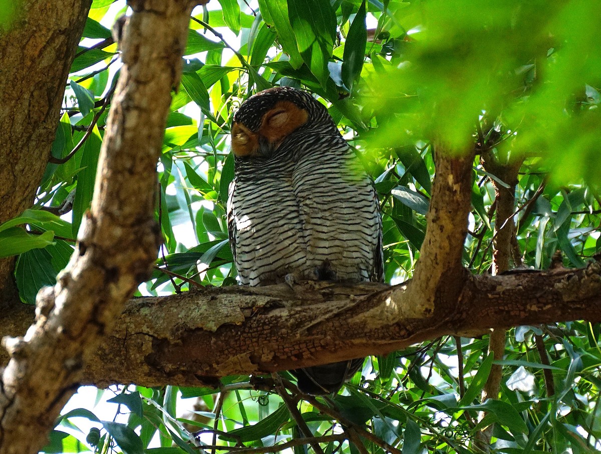Spotted Wood-Owl - ML649651216