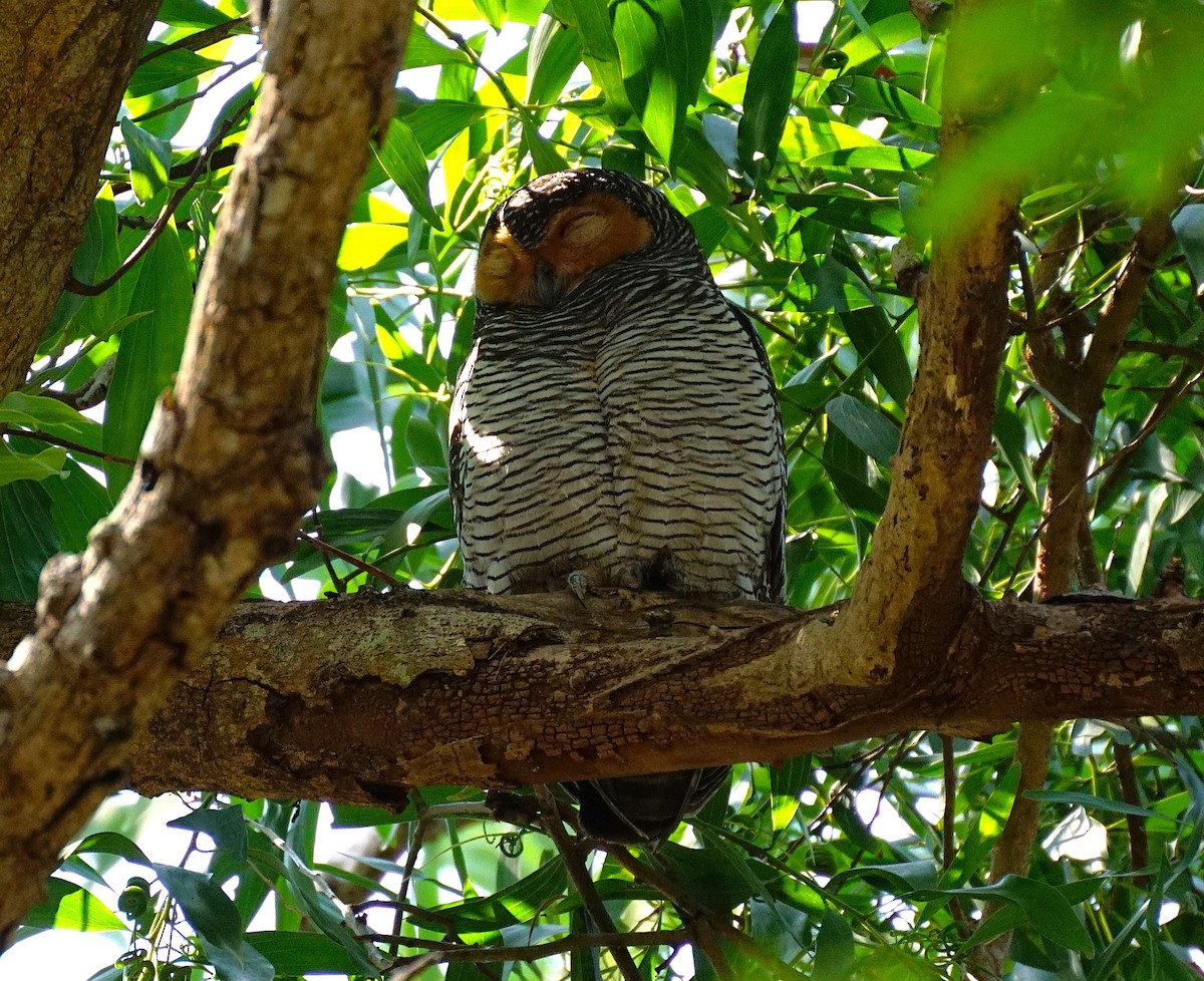 Spotted Wood-Owl - ML649651228