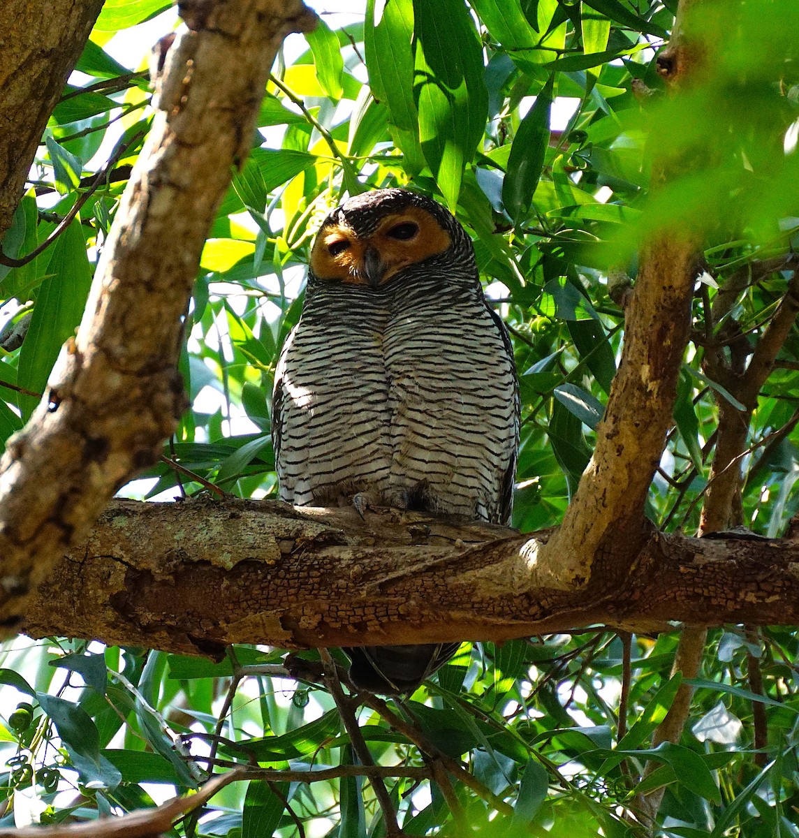 Spotted Wood-Owl - ML649651229