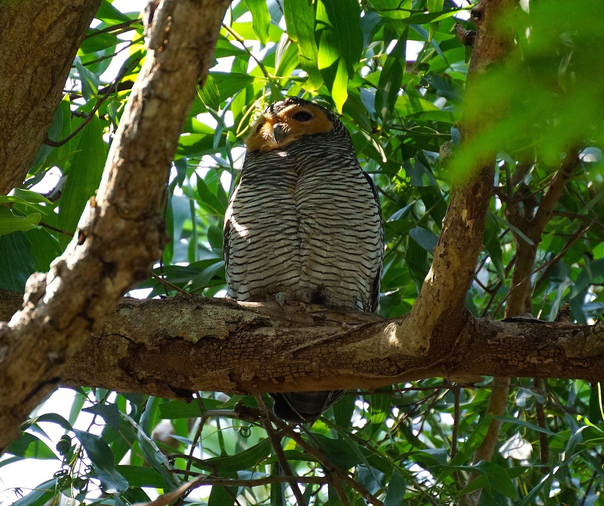 Spotted Wood-Owl - ML649651234