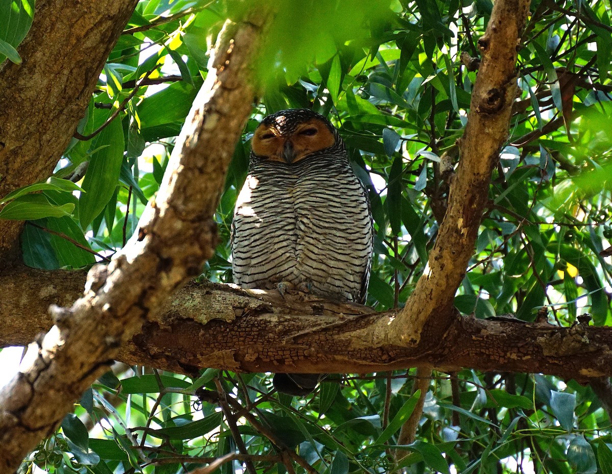 Spotted Wood-Owl - ML649651238