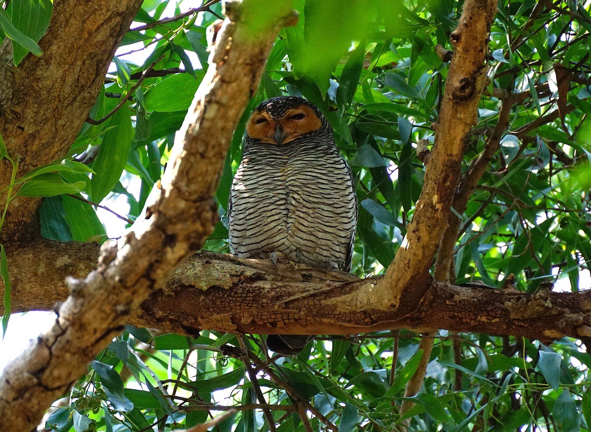 Spotted Wood-Owl - ML649651241