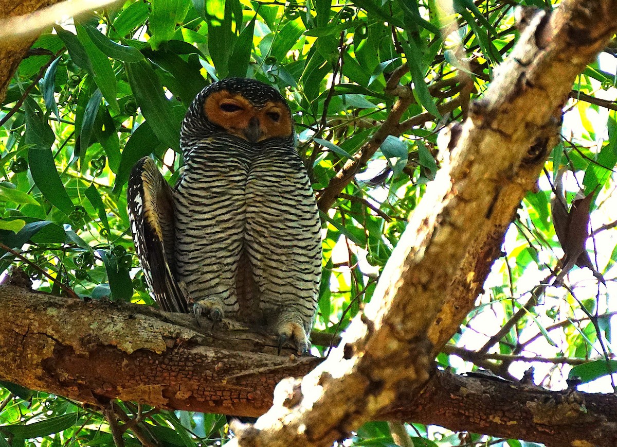 Spotted Wood-Owl - ML649651252