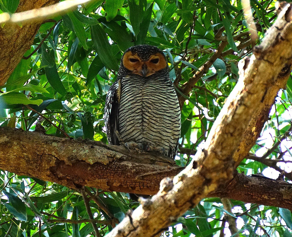 Spotted Wood-Owl - ML649651255