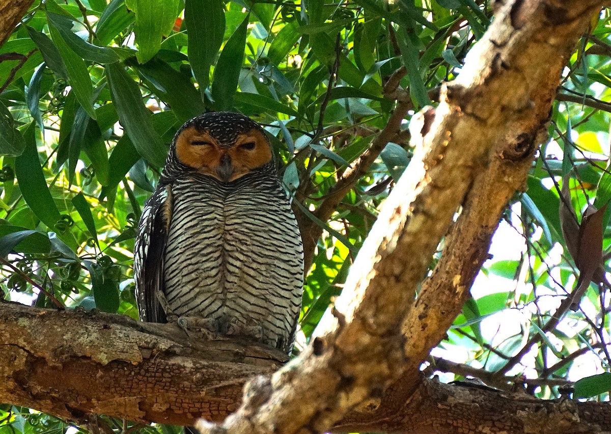 Spotted Wood-Owl - ML649651260