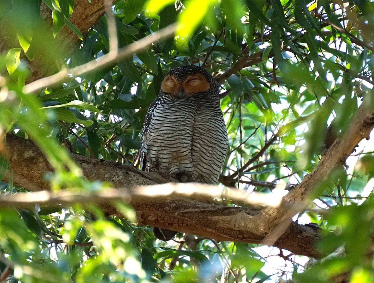 Spotted Wood-Owl - ML649651271
