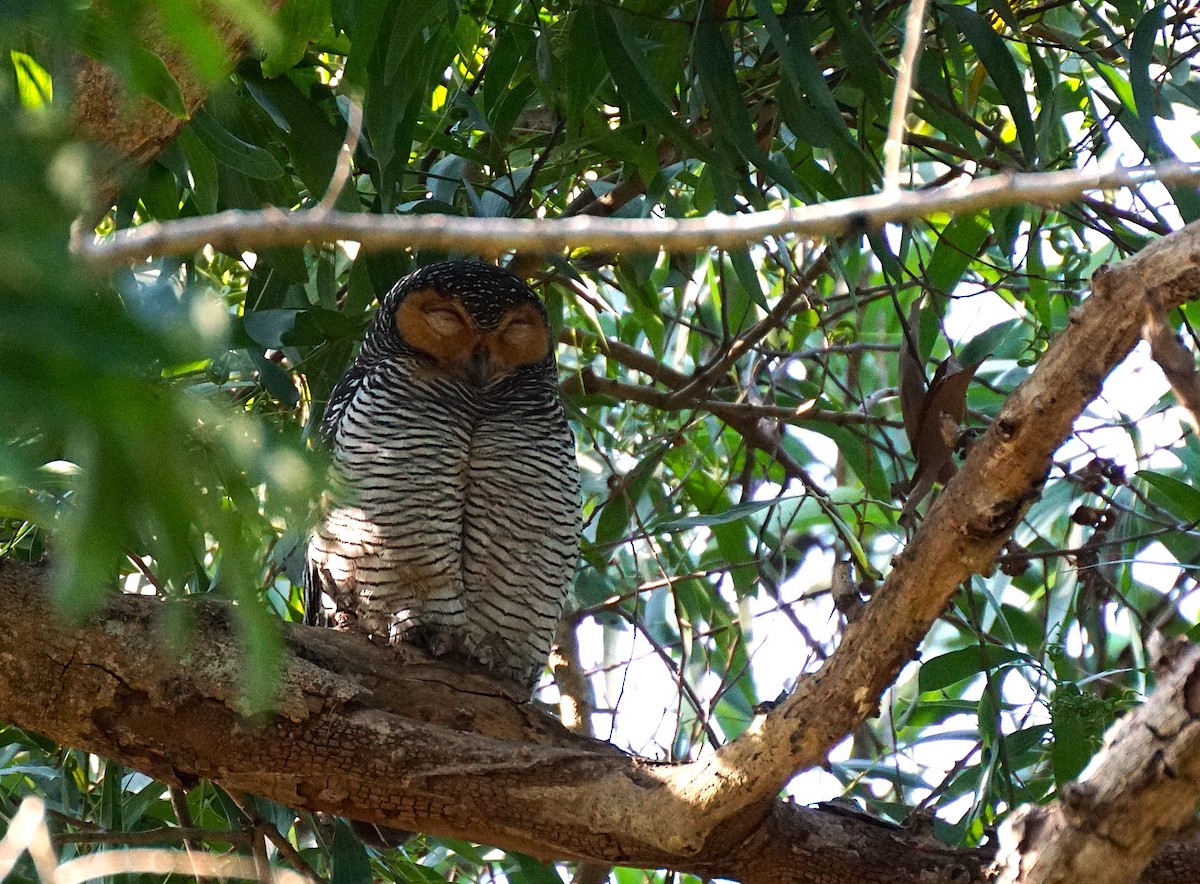 Spotted Wood-Owl - ML649651276