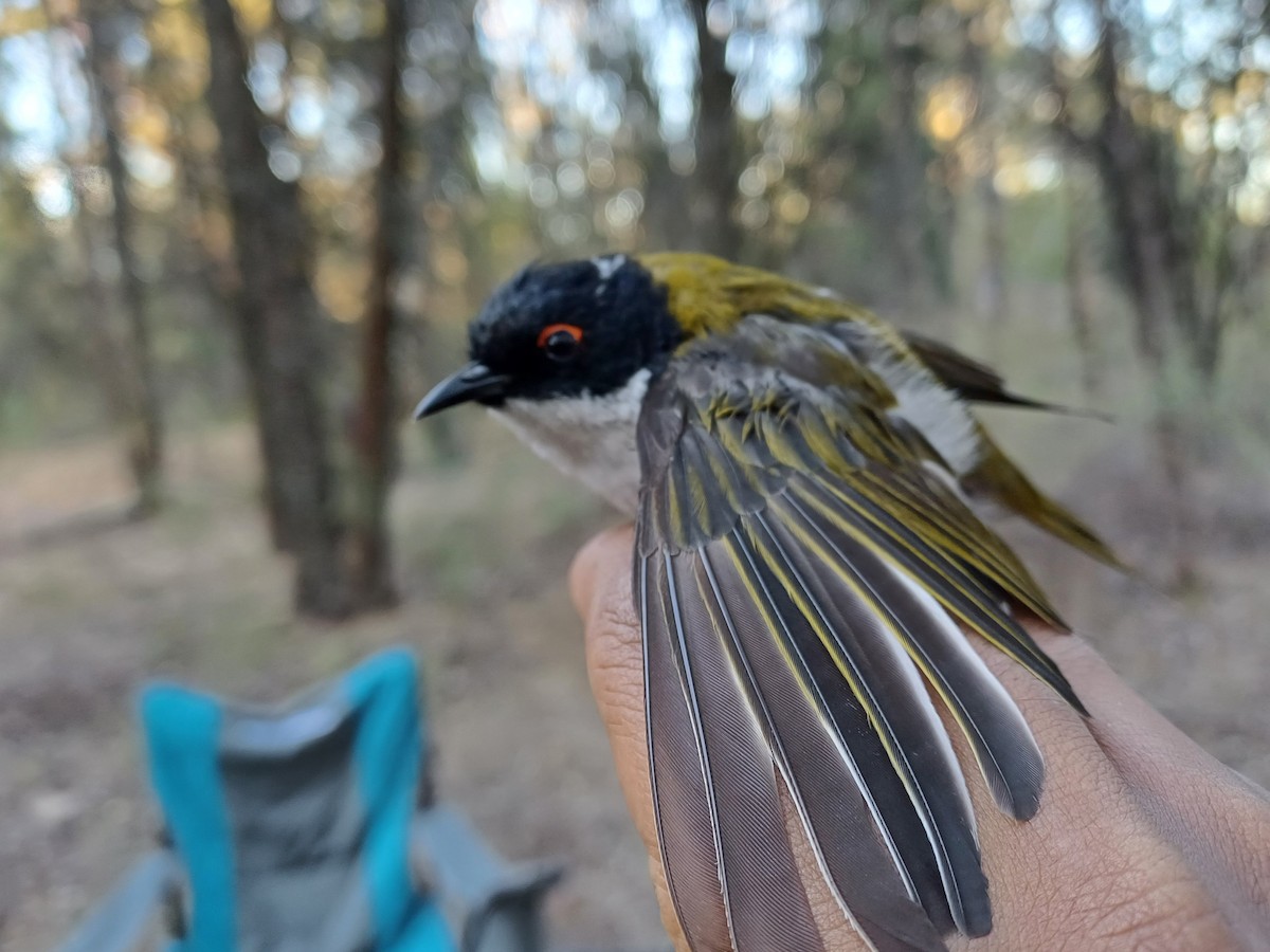 White-naped Honeyeater - ML649651752